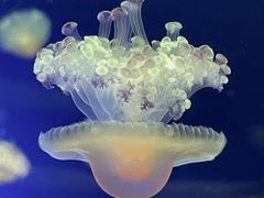 -欢乐海岸海洋奇梦馆