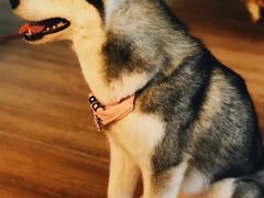 -Husky Go! 哈士奇体验馆·宠物咖啡厅狗咖