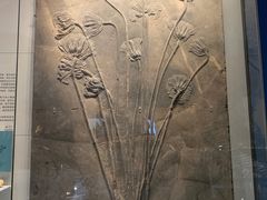 -湖南省地质博物馆