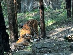 -北京野生动物园