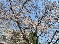 -武汉大学-樱园