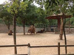 -石家庄市动物园