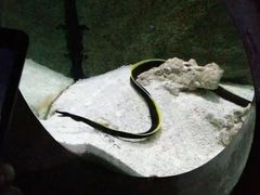-清迈夜间动物园