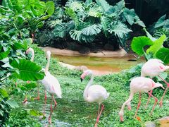 -海南热带野生动植物园