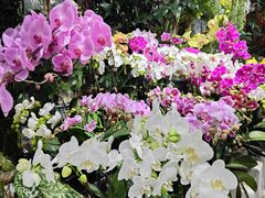 -循礼门鲜花花市(武汉循礼门店)