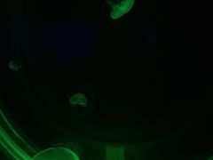 -暹罗海洋世界