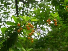 -鼎香皇高佬苏裹蒸粽