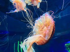 -北京海洋馆