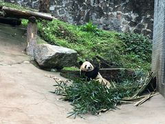 -都江堰中华大熊猫苑