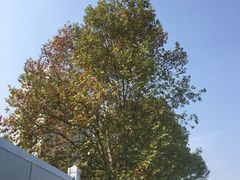 -洛阳周王城天子驾六博物馆