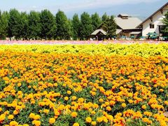 -富田农场