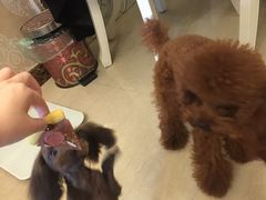 -爱宠屋pet shop·宠物洗澡·宠物美容