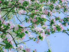 -洛阳市隋唐城遗址植物园