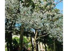 -武汉大学-樱园