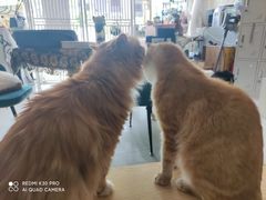 -平行世界·猫咖(首经贸店)