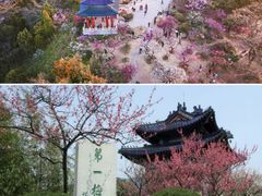 -梅花山(明孝陵内)