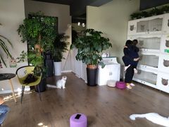 -东方名猫馆·英短金渐层布偶猫舍(环线广场1号楼店)