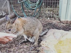 -费瑟代尔野生动物园