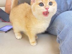 -lincat·猫舍(广州店)