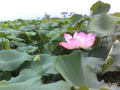 -建华生态湿地百荷园