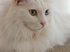 -有猫主题·治愈系猫咖(曾厝垵店)