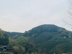 -龙井村