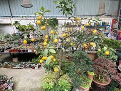 -金科花卉市场
