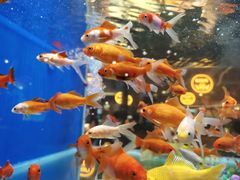 -蚝翅·海鲜粥·烧烤·龙虾季(海曙天一店)