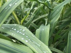 牛肉-重庆老火锅王(西安北路店)