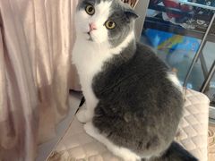 -MOYOYO猫咪咖啡店