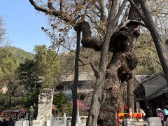 -潭柘寺景区