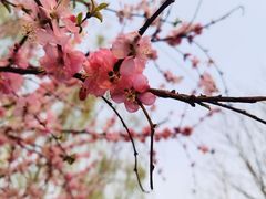 -大兴滨河森林公园