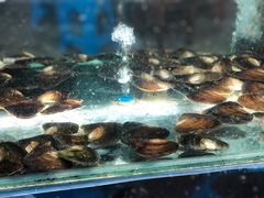 -浔味·山屿湖·正宗淳牌全鱼宴老字号