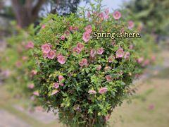 -深圳市中科院仙湖植物园