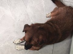 -瑞鹏宠物医院·超声·骨科·奇麟分院(蜀都万达店)