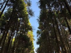 -玉苍山国家森林公园