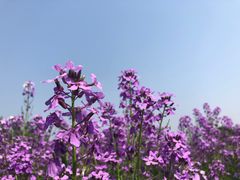 -杭州湾海上花田景区