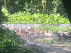 -深圳野生动物园