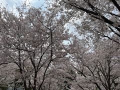 -武汉长江大桥