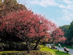 -红梅公园
