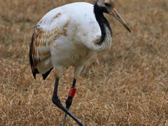 -盐城丹顶鹤湿地生态旅游区