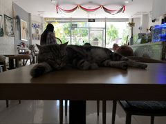 -平行世界·猫咖(首经贸店)