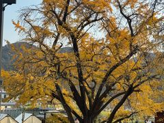 -千年银杏谷文化旅游区