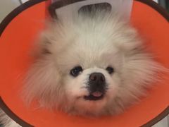 -西安京西宠物医院·瘫痪·疑难杂症