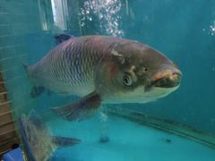 -红日饭店(裕隆三路店)