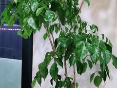 -麦悠悠·SPA·推拿(沈杜公路地铁站店)