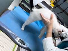 -纳吉亚猫专科动物诊疗中心(蒋宅口分院)