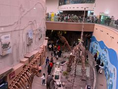 -陕西自然博物馆