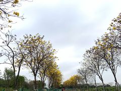 -光明小镇欢乐田园