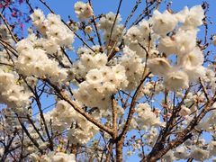 -天适樱花悠乐园